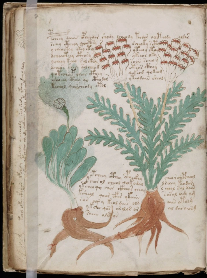 A page from the mysterious Voynich manuscript