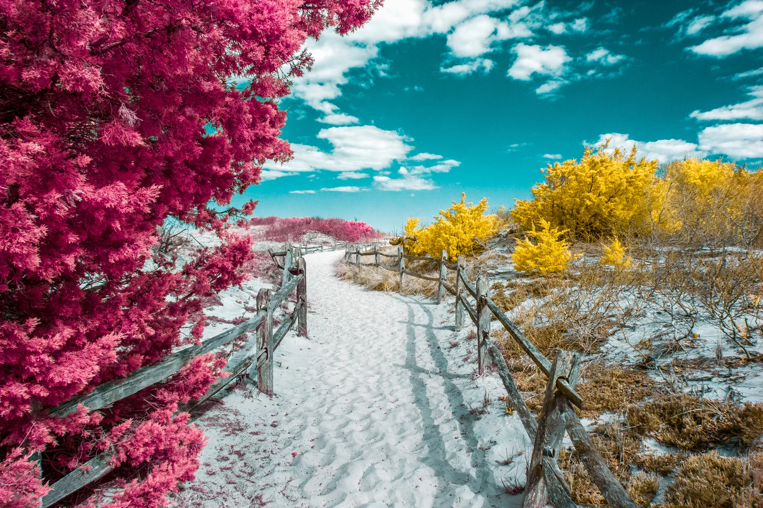 Honorable Mention in the Infrared Color category - Island Beach in IR