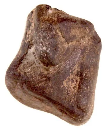 The Scelidosaurus femur fragment fossil