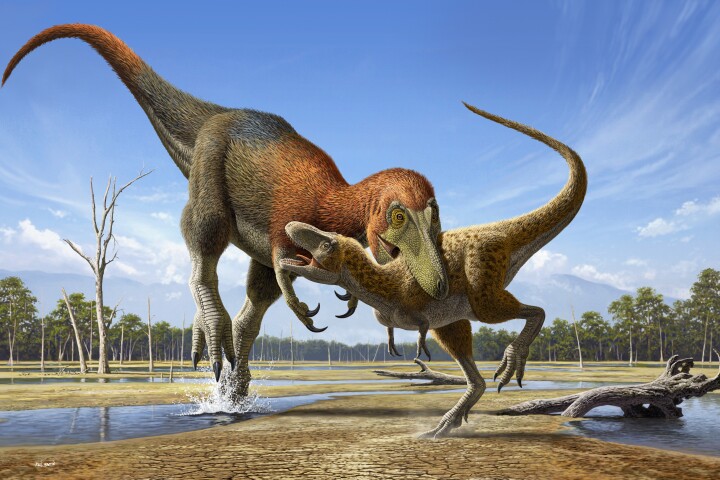An artist's impression of a Nanotyrannus attacking a juvenile Tyrannosaurus rex, which might neatly sum up the whole debate