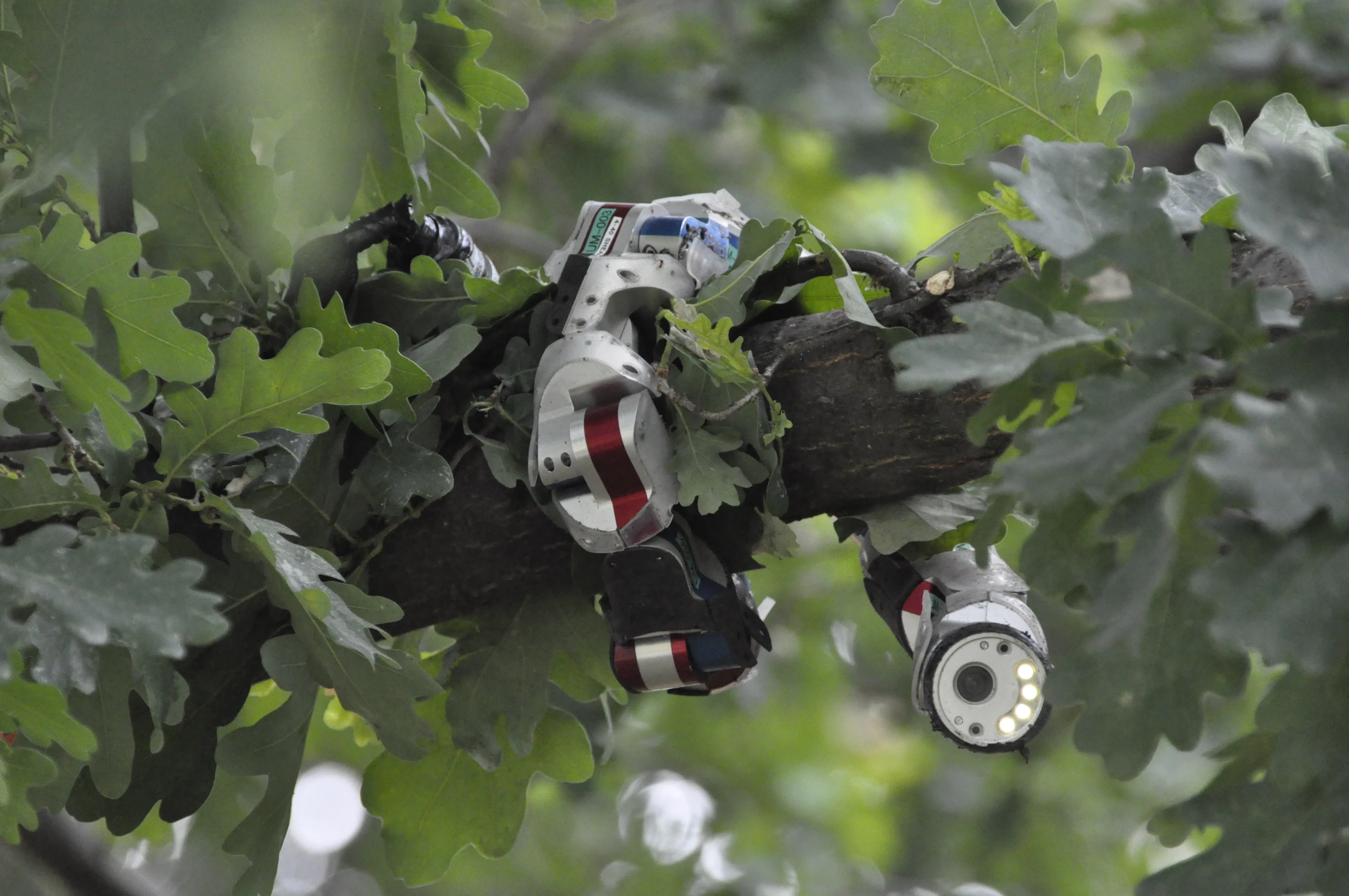 CMU's Biorobotics Lab built a modular snake robot that can climb trees or explore pipes