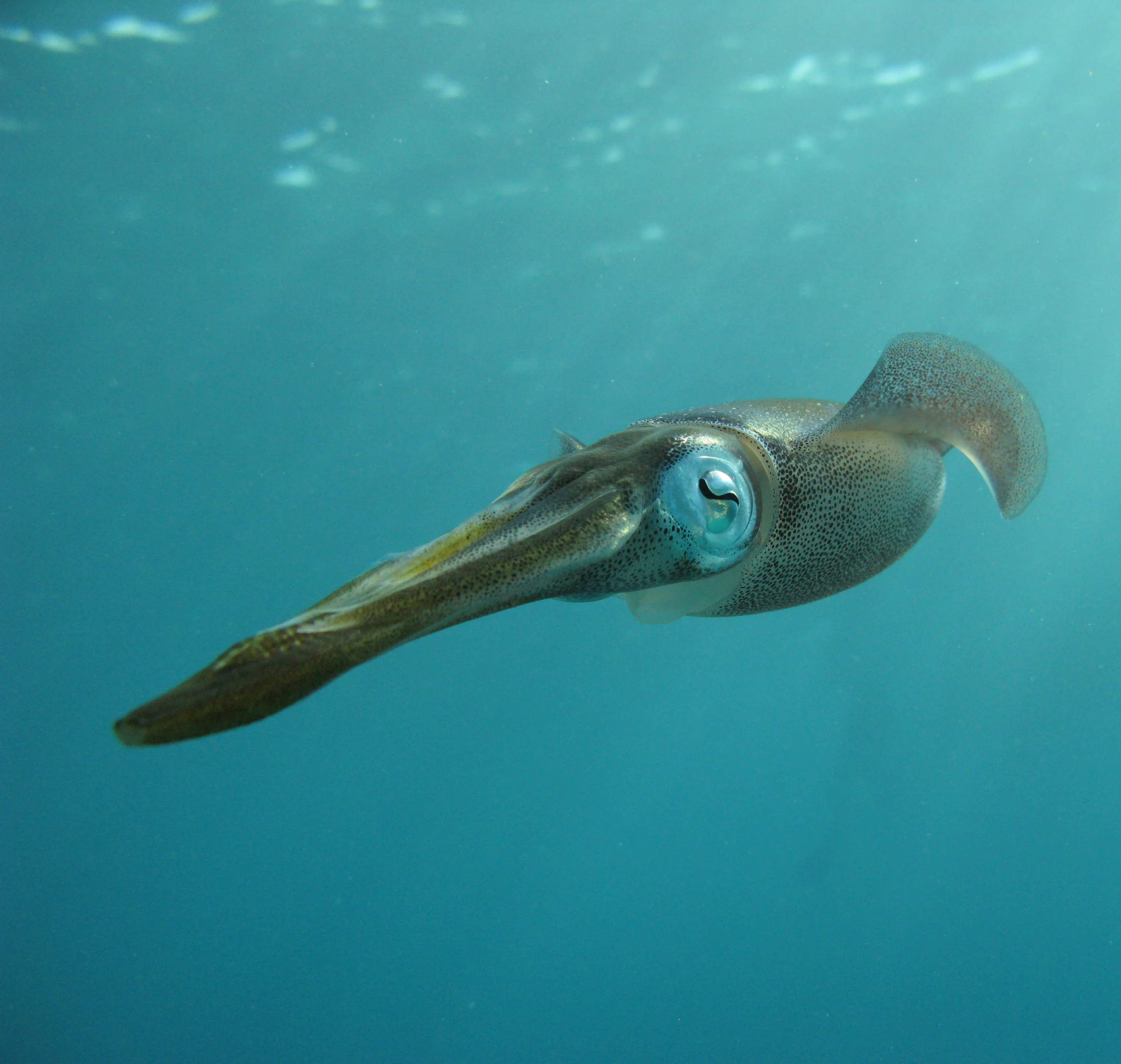 The new material utilizes the same protein that squids use to change color (Photo: Shutterstock)