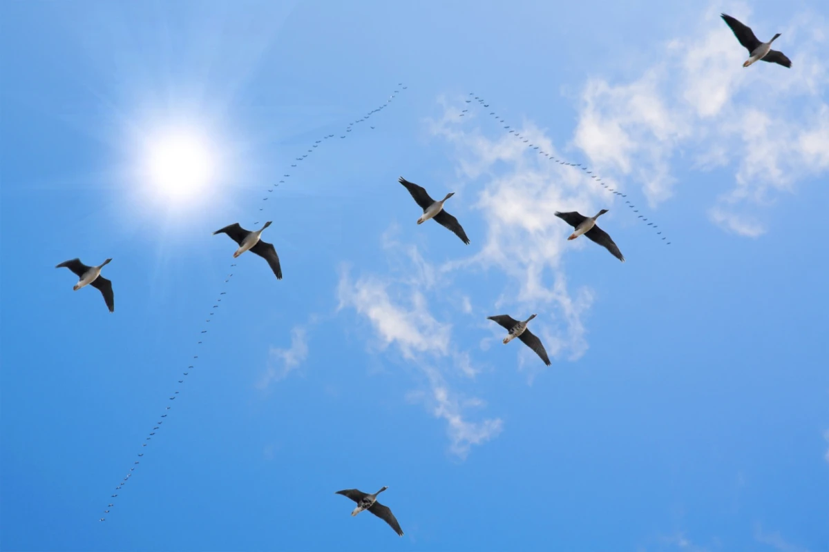 The ICARUS program plans to uses tagged animals to learn more about biodiversity, plus much more