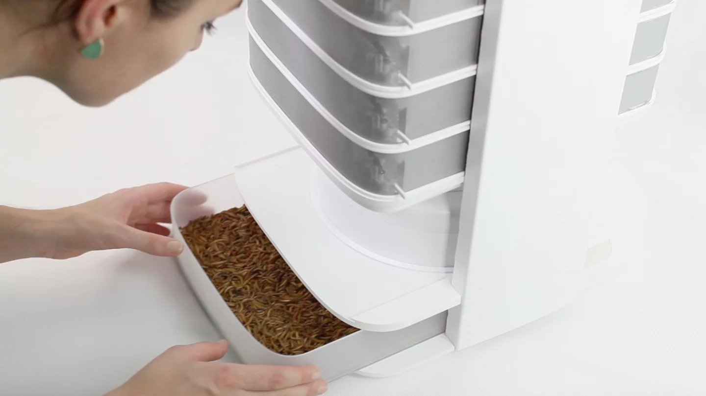 Once in the harvest tray, the mature mealworms are 3-cm (1.2-in) long and are cooled to stop any more from developing into pupae