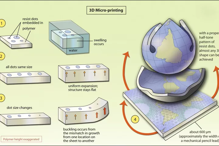 Using a photolithography process, scientists have created flat polymer sheets that bend themselves into three-dimensional shapes when exposed to water