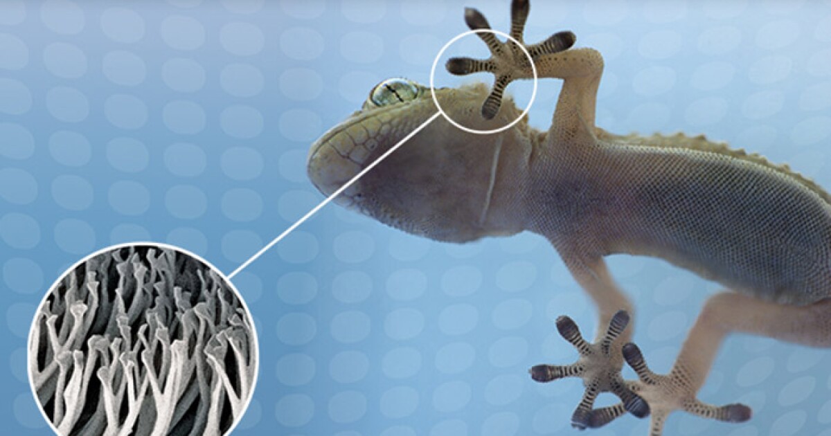 Geckoinspired adhesive tape finally scales to market