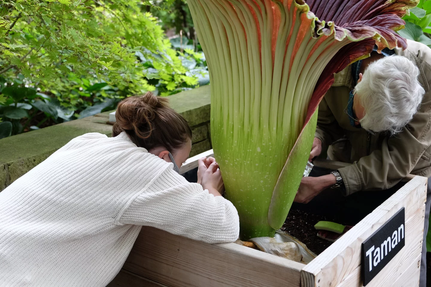 Olivia Murrell (left) bravely samples pollen from a corpse flower