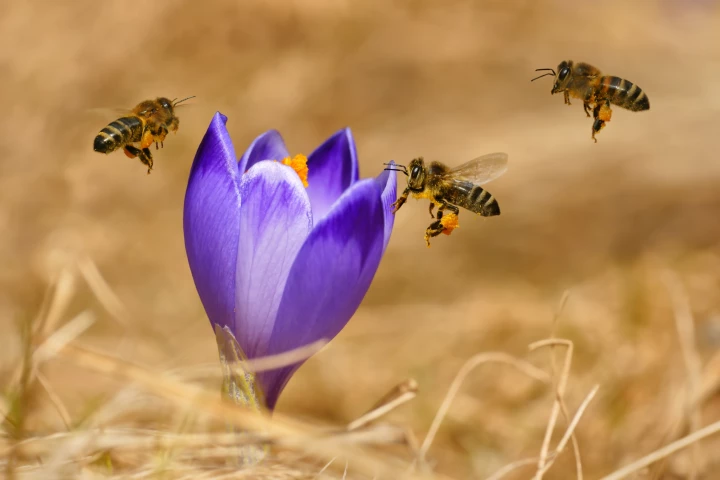 Researchers found caged bees are only living half the time as their counterparts in similar conditions 50 years ago
