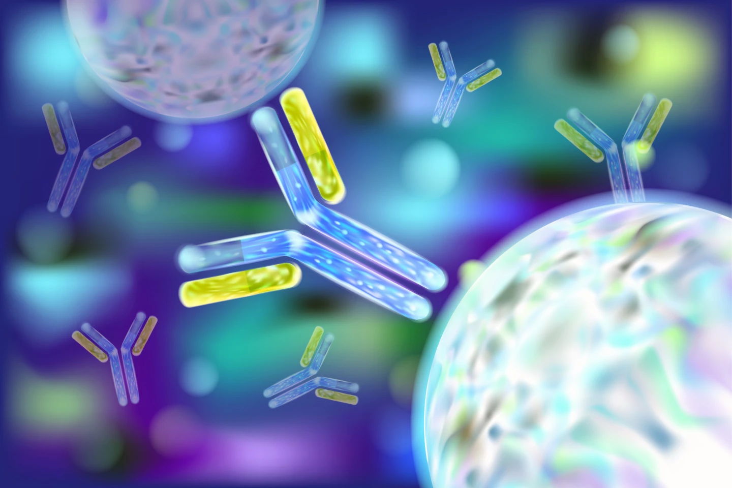 Omalizumab prevents an allergic reaction by attaching to immunoglobulin E (IgE) antibodies