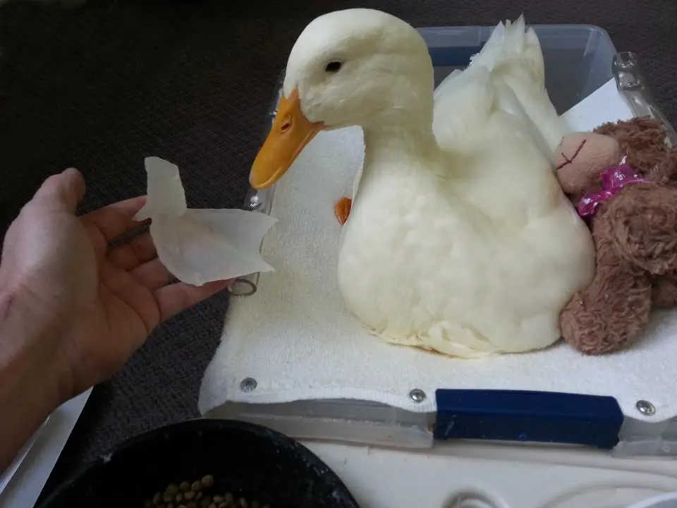 Buttercup poses with his 3D printed foot
