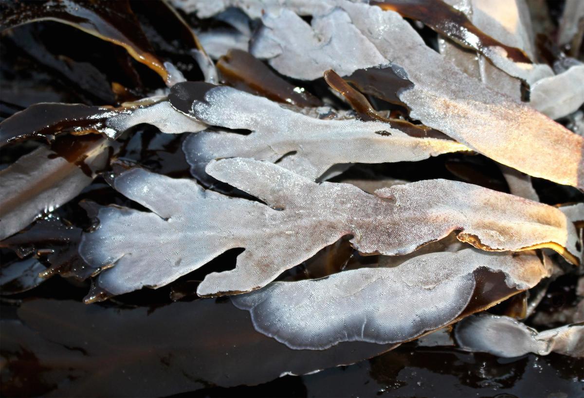 Bryozoans (seen here as the white "frosting") often grow on kelp