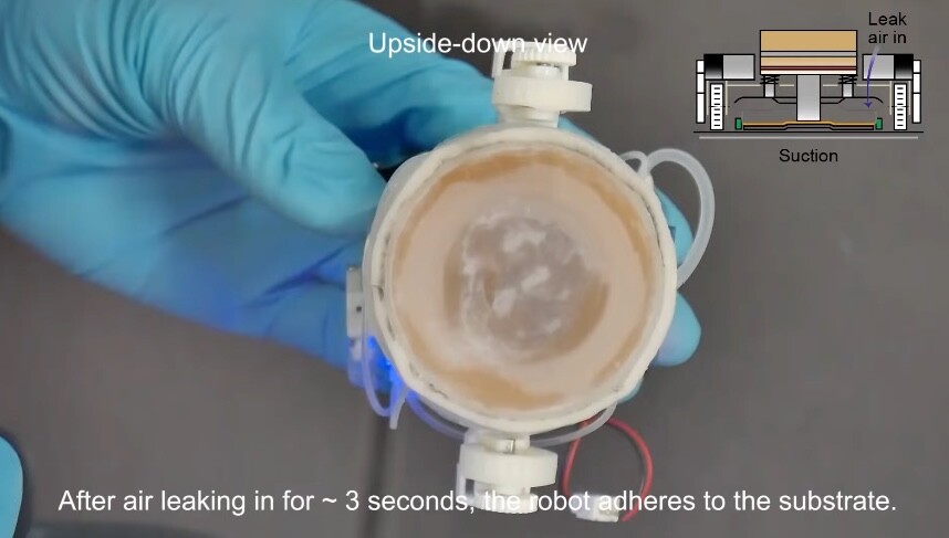 An underside view of the SSR as it's pressed against a sheet of glass – although the robot can presently only adhere to smooth surfaces, the addition of a vacuum pump may help its descendants stick to rougher materials