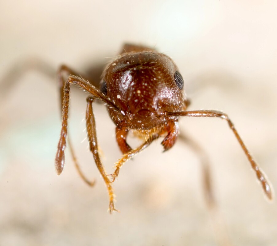 Meet the parasitic invader that tricks ants into killing their own queen