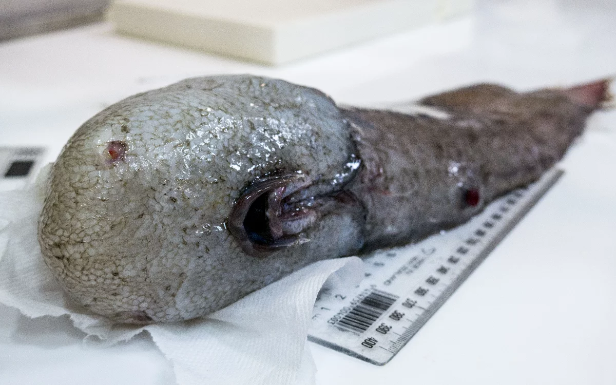 When this bizarre faceless fish was first pulled off the ocean floor the team thought they had discovered a new species