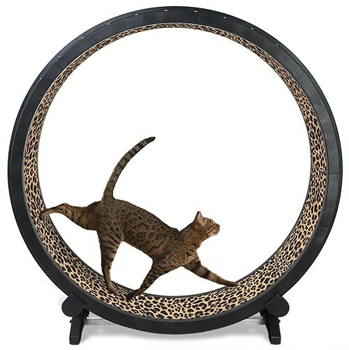 The One Fast Cat Exercise Wheel can help indoor cats get the exercise they need