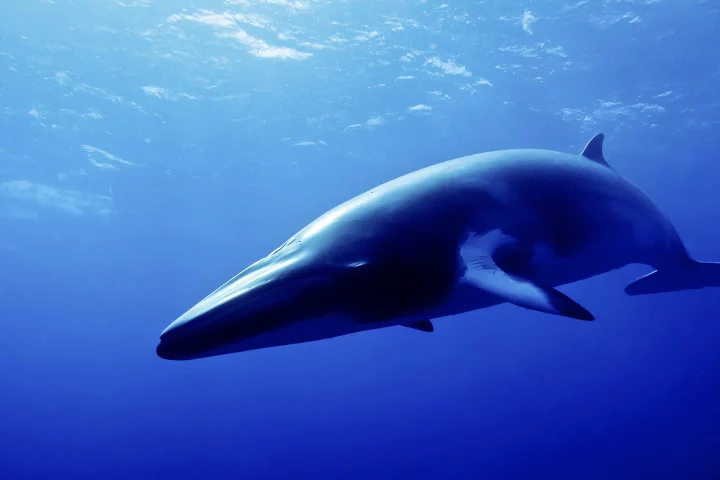 Strange sounds recorded in the Mariana Trench may be a new dialect of whale song, according to researchers