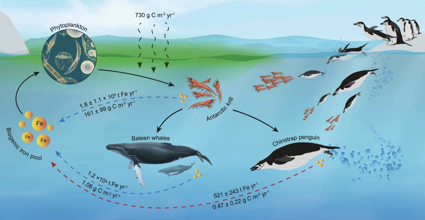 Iron recycling and net primary production stimulation in the Southern Ocean pelagic areas