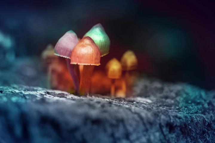 Psilocybin, a psychoactive substance produce by some mushrooms, is one of the substances studied in the new research