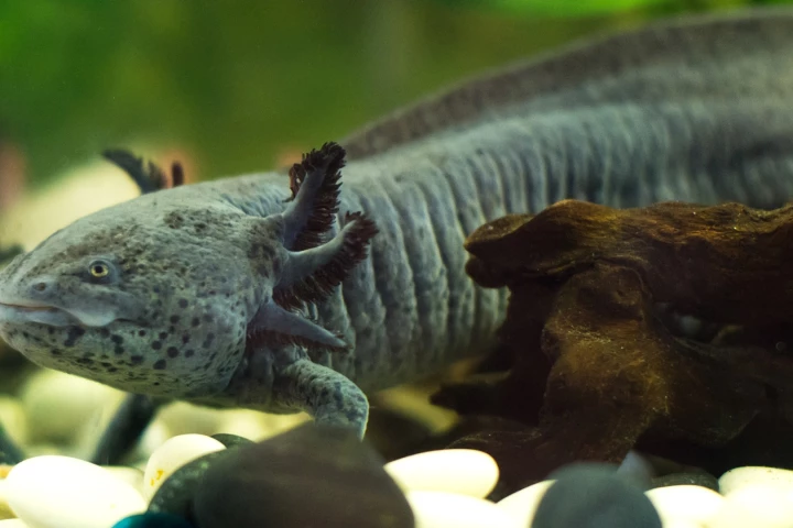 The axolotl's genome has been sequenced, which could potentially unlock its limb regeneration secrets