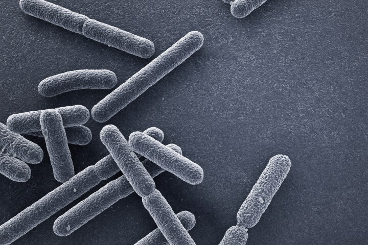 Scientists have discovered that E. coli can exhibit some previously undocumented multicellular behavior