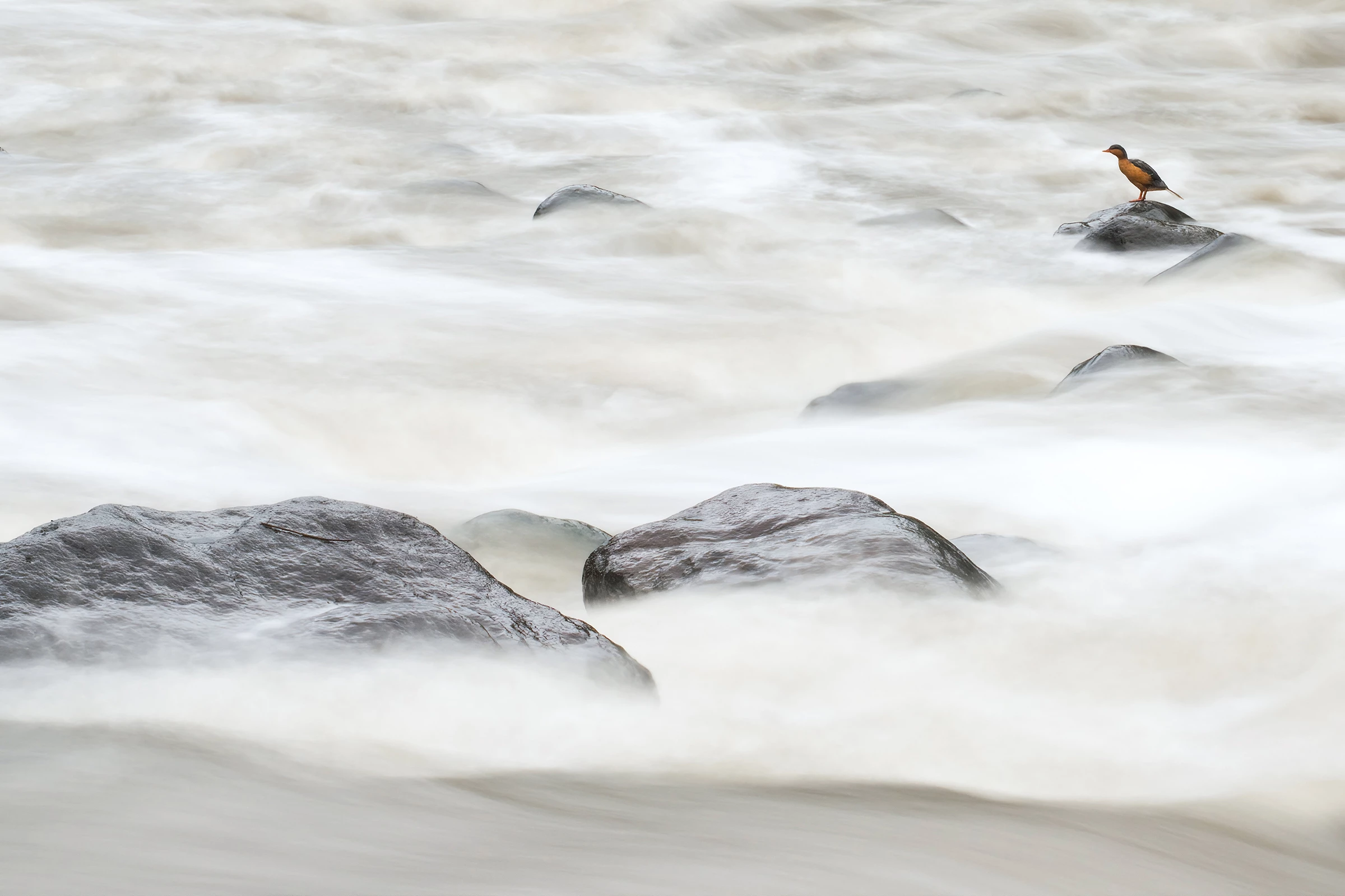 2025 Birds in Landscapes Colombia Honorable Mention, Chile and Colombia: Torrent duck (Merganetta armata) by Julián Felipe Arbeláez Aristizábal (Manizales, Colombia)