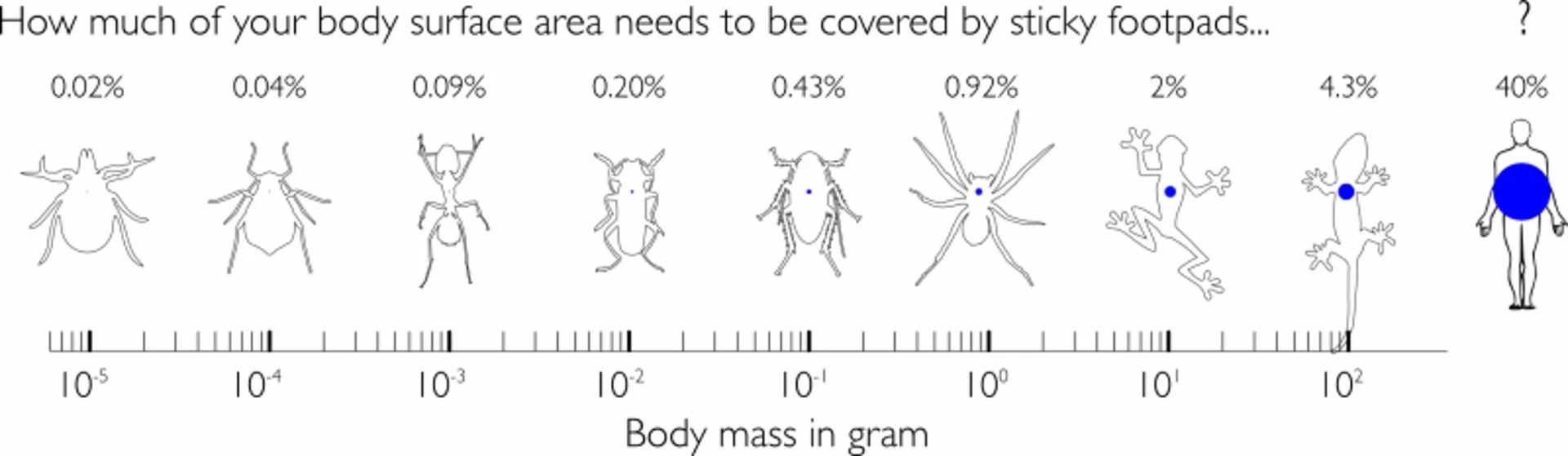 Diagram of foot pad surface areas