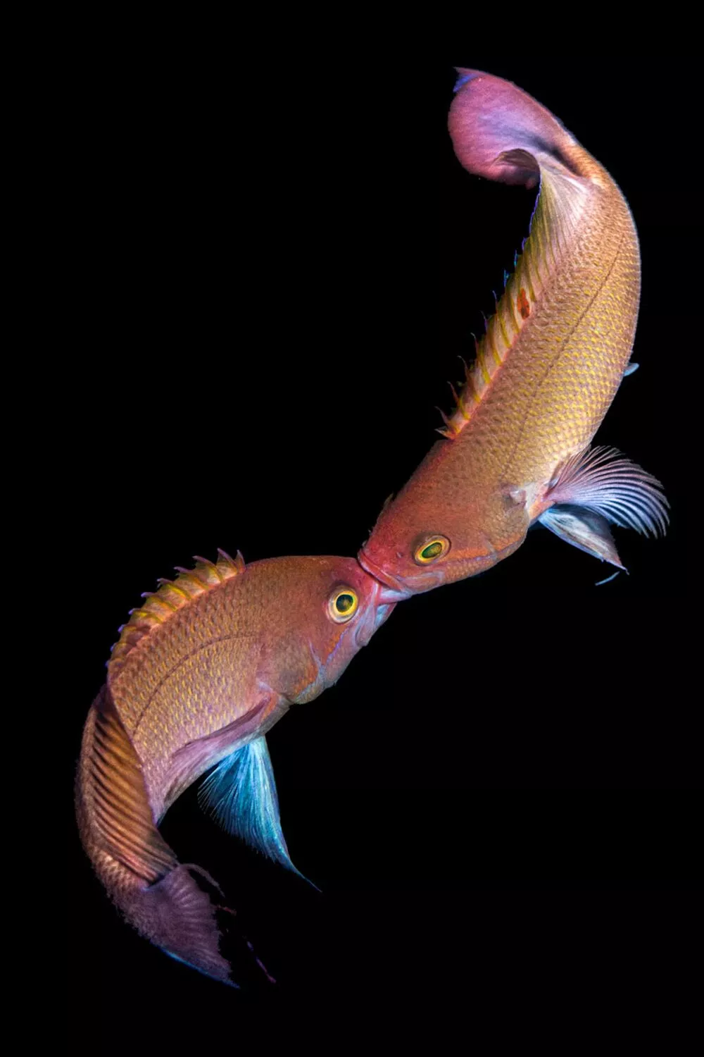 Honorable Mention. Male reef fish fighting for dominance