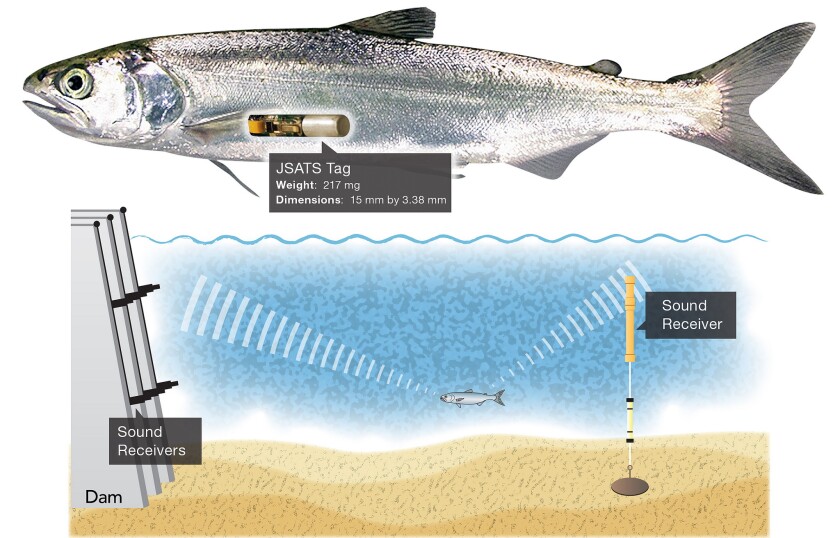 Using underwater receivers placed in and around a dam to detect those beeps, scientists are able to map the 3D location of individual fish, plus they can tell if they've been injured when traveling through the dam (Image: PNNL)