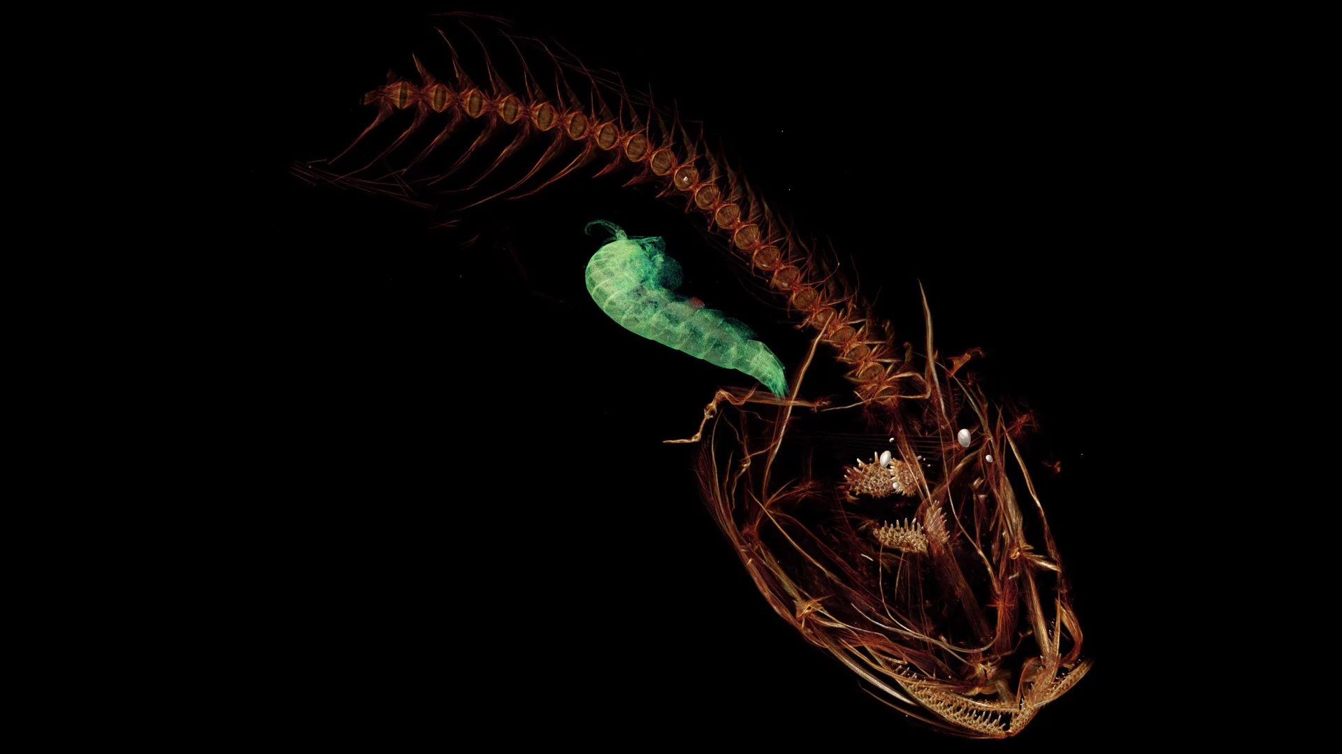 A CT scan of the Mariana snailfish, complete with its last meal of a small crustacean (in green)
