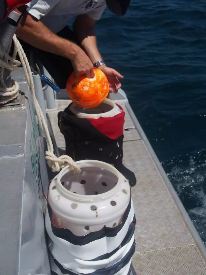 The test buoys were filled with bait