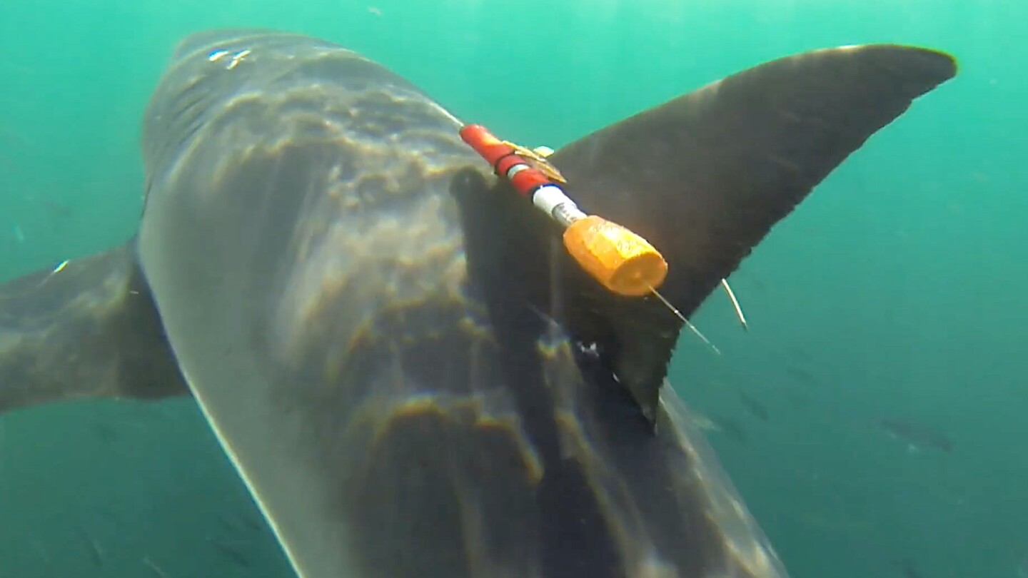A combination of depth, light, acceleration and temperature sensors will ensure that the tag's camera only records during the deep dives at the cafe