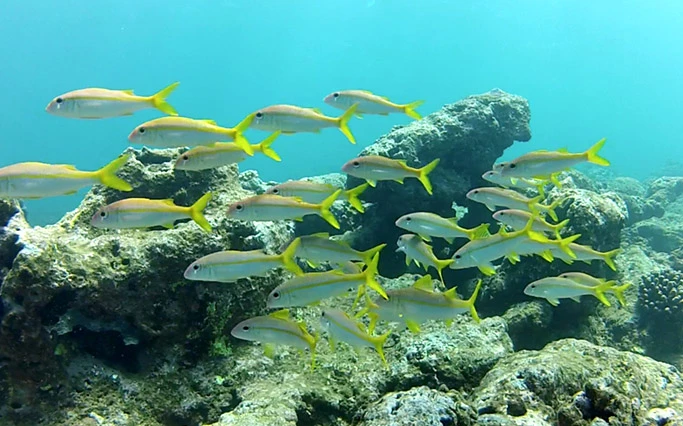 An image shot using GoPro's new Dive Housing