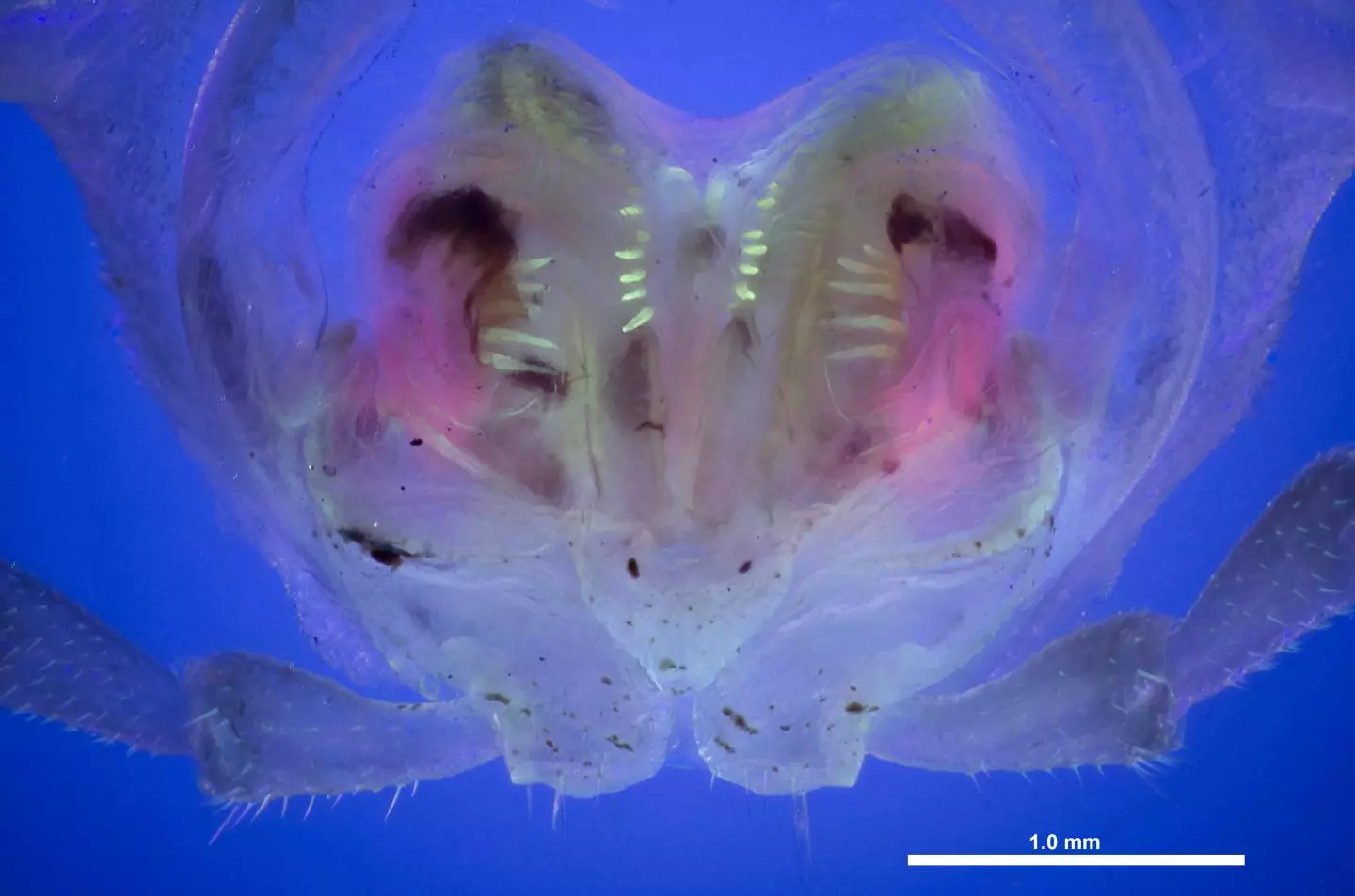 A Pseudopolydesmus vulva, under UV light
