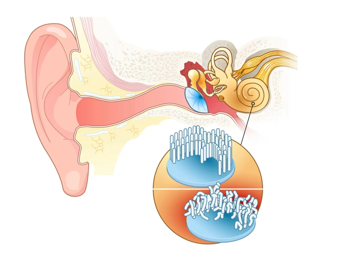 Diagram of a cochlea