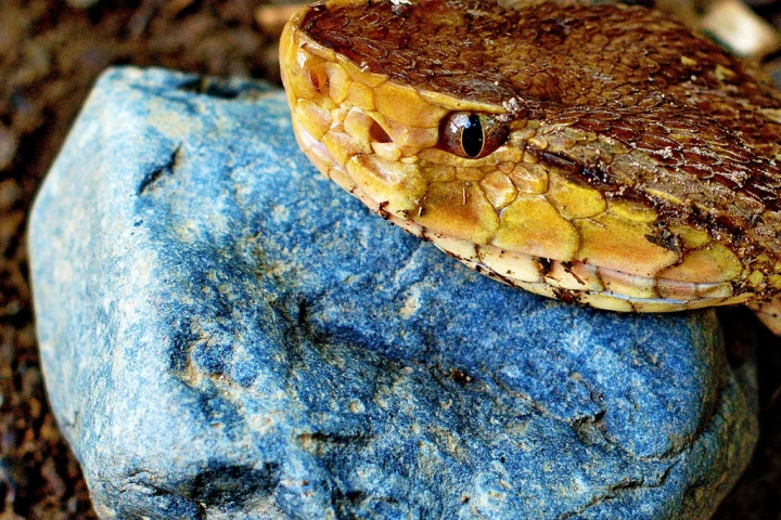 A molecule in the venom of a Bothrops asper pit viper has been found to stimulate enzymes that degrade plaques in the brain of Alzheimer’s sufferers