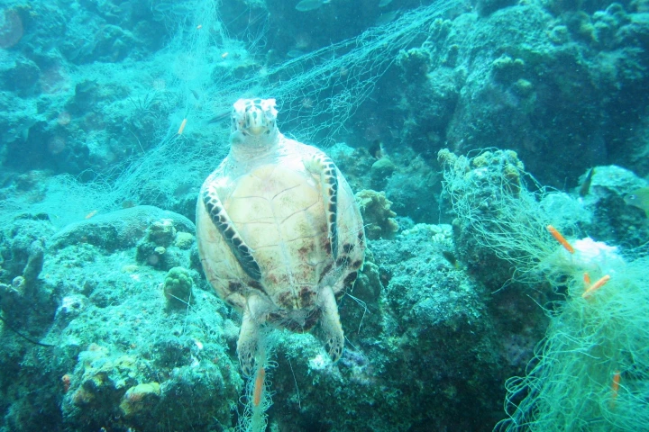 A sea turtle caught in a ghost net outside Curacao
