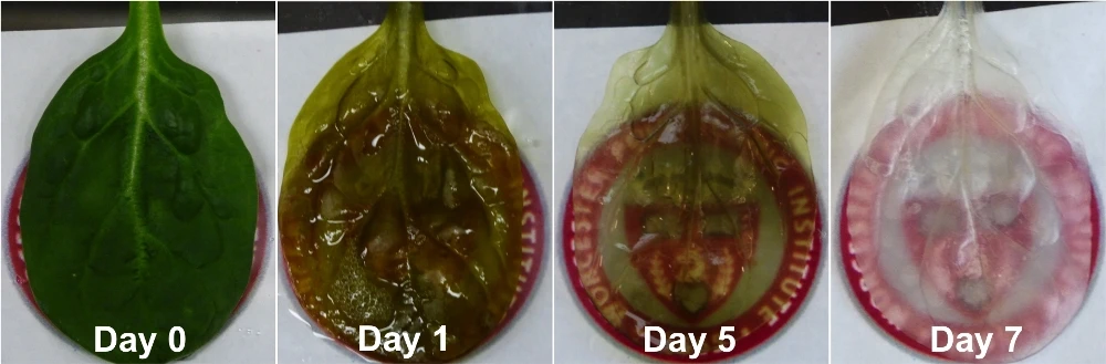 Charting the decellularization process: by the seventh day, the leaf had lost its coloring and plant cells after being treated with a decellularization solution and sodium chlorite