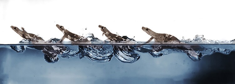 Geckos uniquely combine a number of different techniques to run across water