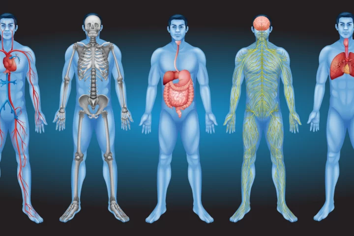 While the technique still needs to be scaled up, it might one day be possible to store organs at deep temperatures and then defrost them for use when needed without damaging them