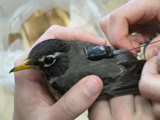 Scientists attached small GPS backpacks to American robins to learn more about their migration patterns