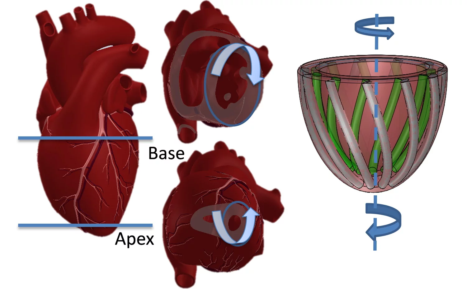Illustrations of a human heart doing the left ventricular twist (left), and the Harvard model imitating it (Image: Harvard’s Wyss Institute and SEAS)