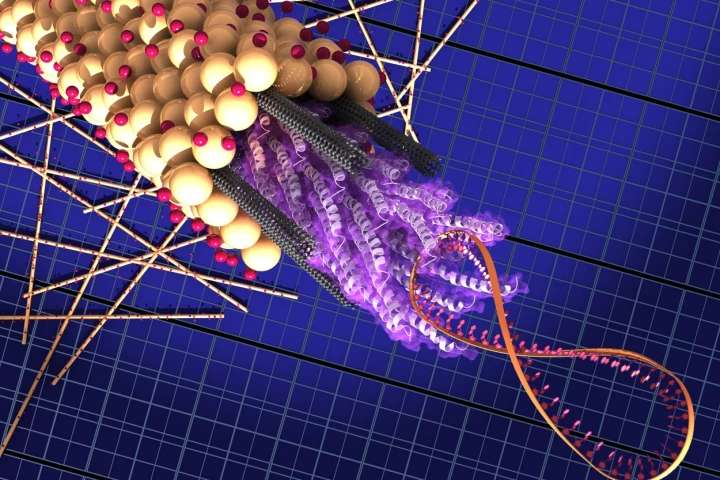 The M13 virus consists of a strand of DNA (the figure-8 coil on the right) attached to a bundle of proteins called peptides - the virus coat proteins which attach to the carbon nanotubes and hold them in place. A coating of titanium dioxide (yellow spheres) attached to dye molecules (pink spheres) surrounds the bundle. (Image: Matt Klug, Biomolecular Materials Group)