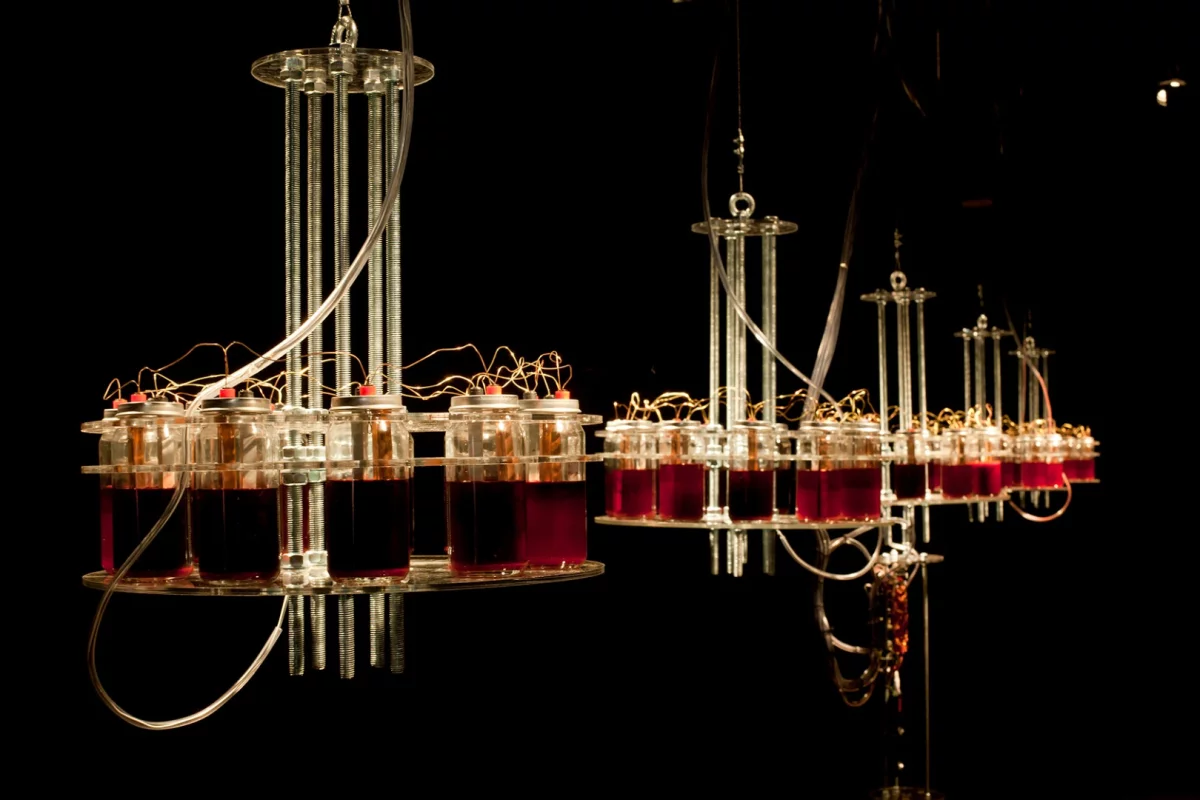 Five blood batteries power a central synth in the Until I Die music/art installation