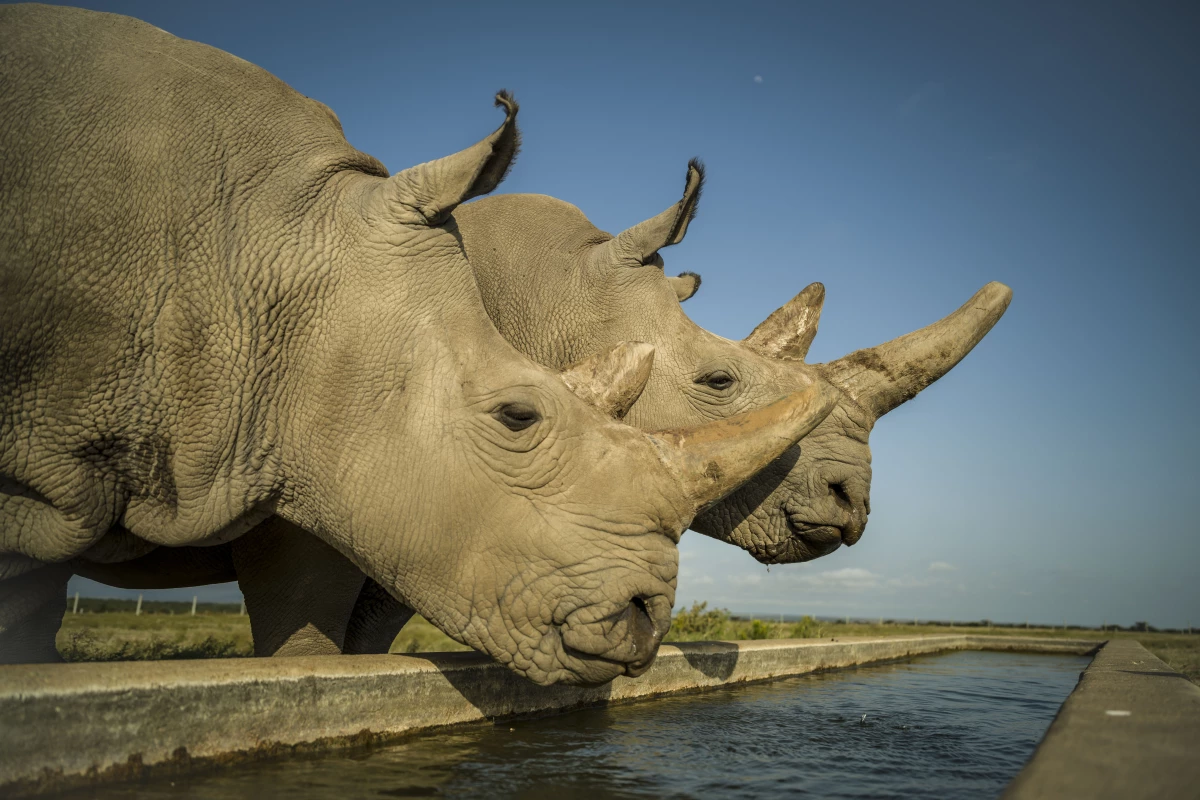 Najin (left) and Fatu (right) are the last two northern white rhinos on the planet
