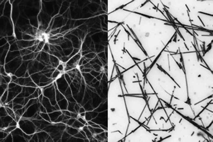 The brain's neural network (left) is emulated by a nanowire network (right), which research has shown can learn and remember like a human brain