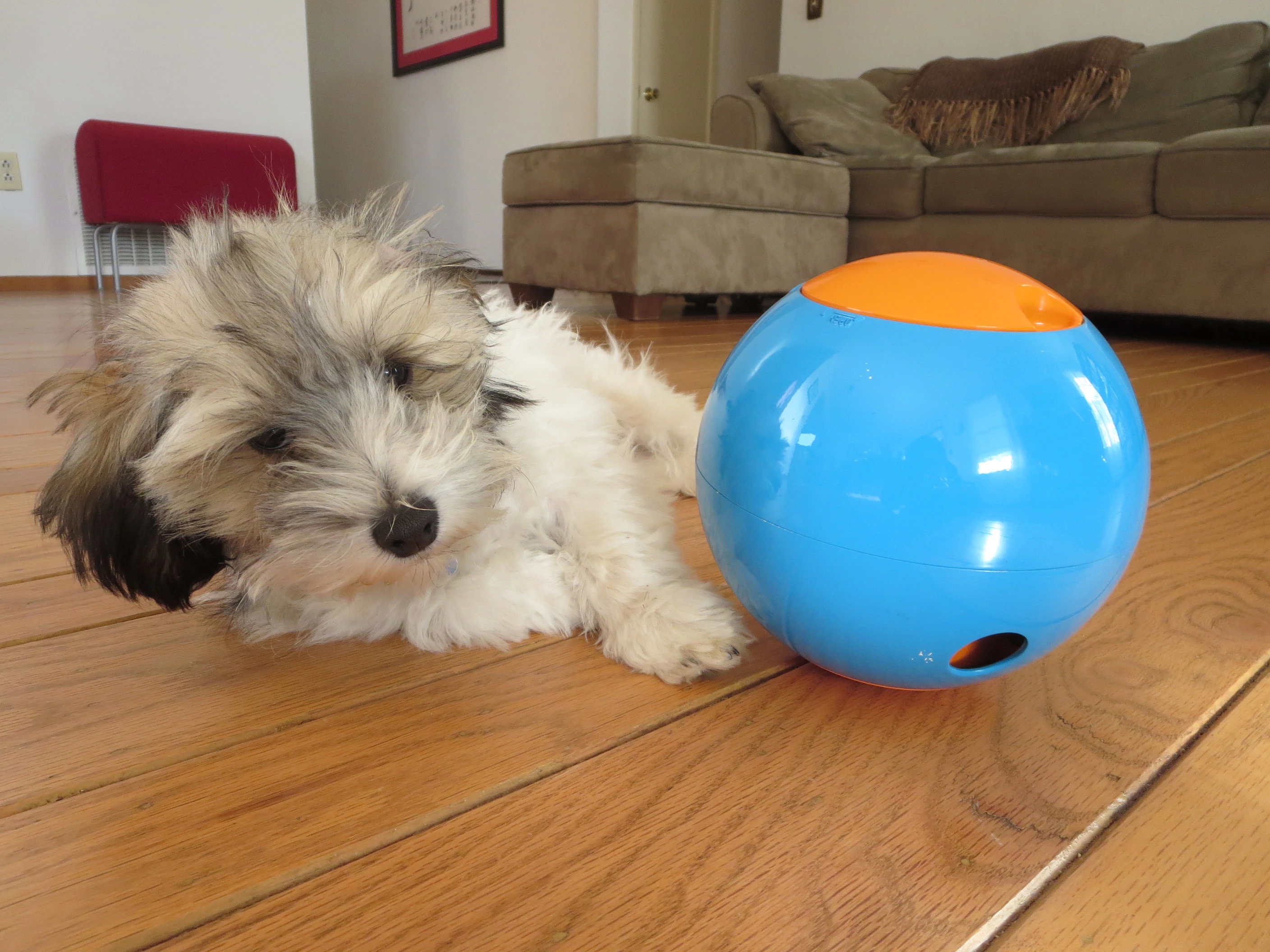 The Foobler is designed to keep dogs fed and occupied throughout the day