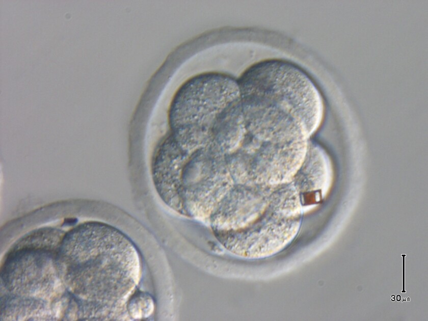 Spanish scientists have attached silicon barcode labels to embryos and oocytes