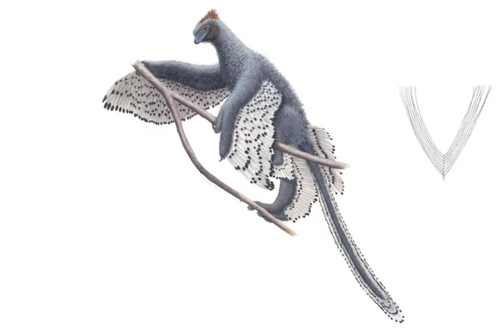 This drawing of the bird-like dinosaur, Anchiornis, may just be the most accurate depiction of any dinosaur species ever
