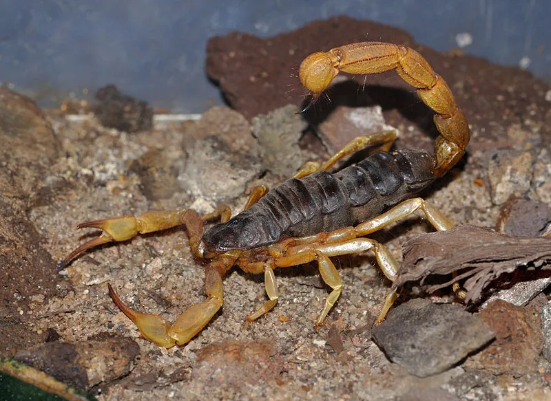 Scientists have unlocked the secret to scorpions' ability to withstand sand-blasting, and applied it to man-made materials (Photo: Quartl)