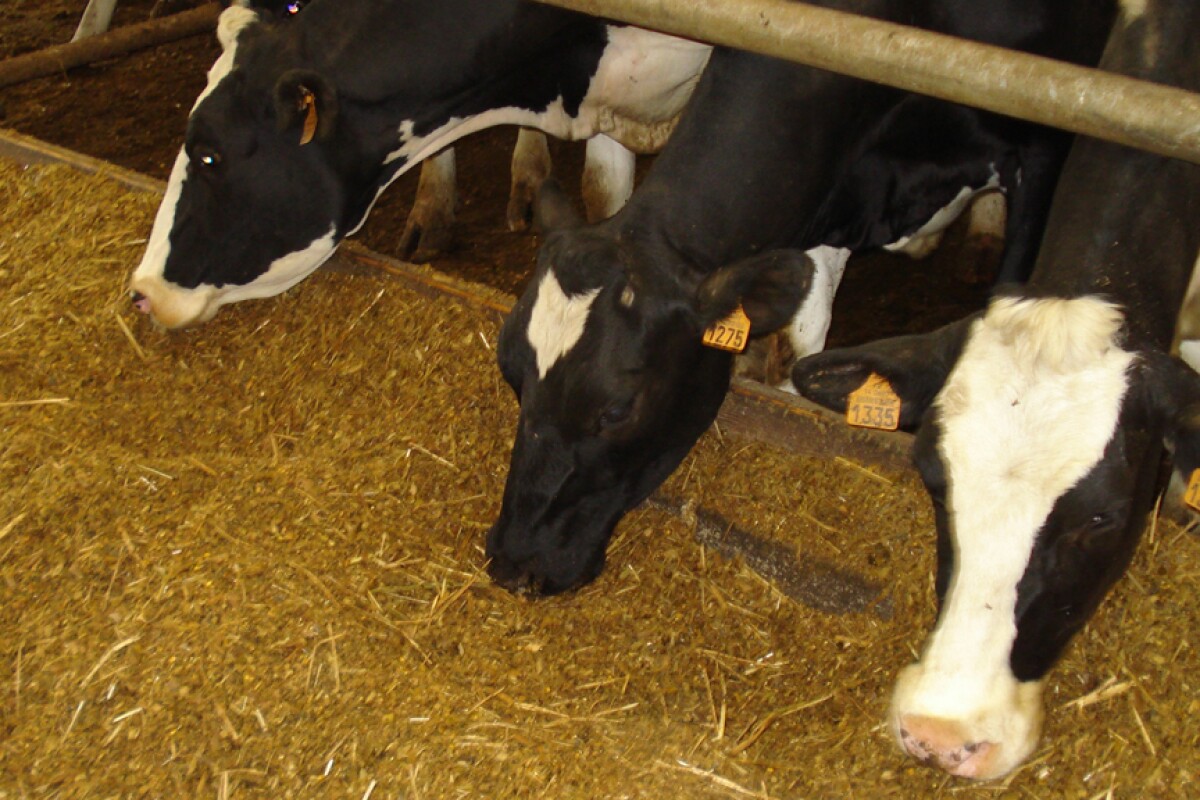 Условия содержания сельскохозяйственных животных. Зоогигиена сельскохозяйственных животных. Условия содержания сельскохозяйственных животных. Коровы на ферме. Продуктивность сельскохозяйственных животных.